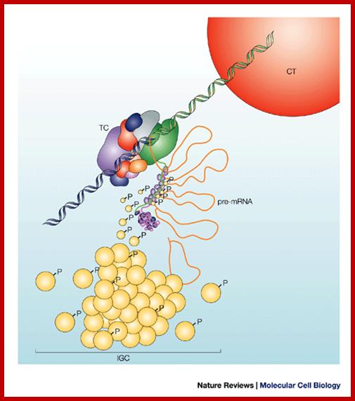 Nuclear speckles: a model for nuclear organelles