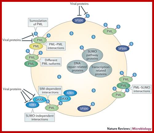 Effects of viral proteins on PML nuclear bodies via sumoylation or sumoylated proteins.