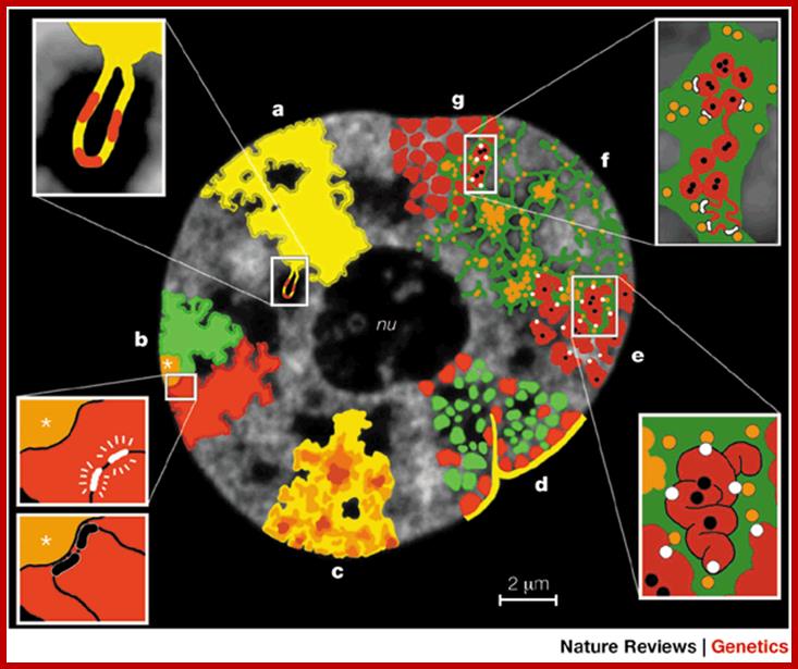 Chromosome territories, nuclear architecture and gene regulation in mammalian cells