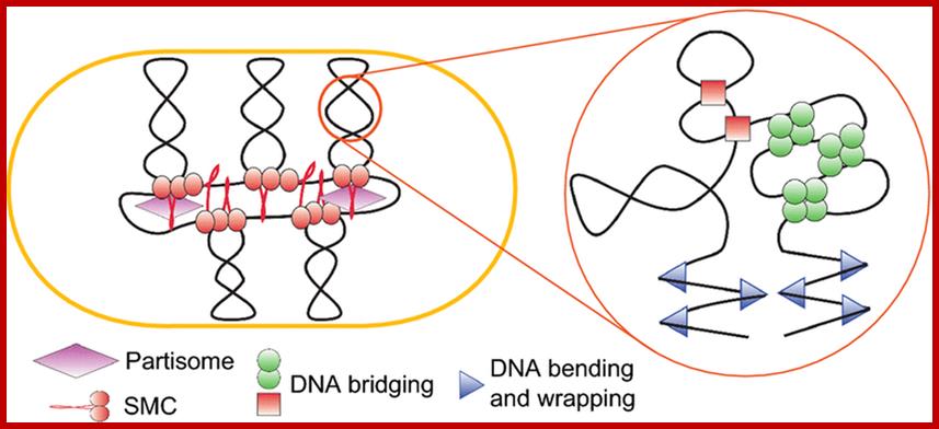 Figure2