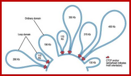 DNA loops  Harvard