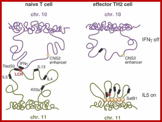 image of looping chromosomes