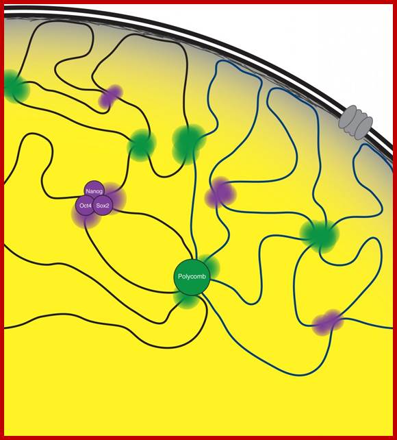 3D chromatin organization in ESCs