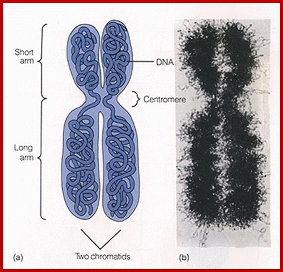 chromosome.gif