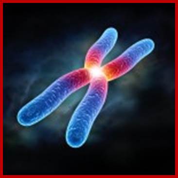 Chromosome