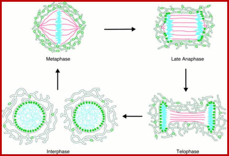 Model of nuclear  envelope reassembly. In interphase (bottom left), newly  synthesized integral inner  nuclear membrane proteins  such as LBR (green ovals)  move by lateral diffusion  from the ER (gray outlined  network) to the inner nuclear  membrane, where they are  retained and immobilized  (green squares) by binding to  nucleoplasmic ligands (chromatin, blue). Early in mitosis,  these binding interactions  are disrupted, leading to  equilibration of the mobilized LBR molecules within  the ER/NE system. In  metaphase (top left) the NE  is completely disassembled  and LBR diffuses freely  within an interconnected ER  network that surrounds the  spindle apparatus (red) and  the condensed chromatin.  Binding sites for LBR are available again in late anaphase (top right), immobilizing the receptor at contact sites between ER and chromatin. Towards telophase (bottom right), more binding sites become exposed as the spindle retracts, trapping more LBR molecules and  forcing ER membranes to wrap around the chromatin. This progressive immobilization and wrapping leads to a rapid and efficient enclosure of nuclear material by ER elements highly enriched in LBR, which form the new NE. From telophase to early interphase, the  NE expands slowly into a sphere surrounding the decondensed chromatin. The majority of LBR has localized to the inner nuclear membrane and remains there throughout interphase (bottom left).