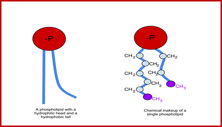 An image of phospholipids.