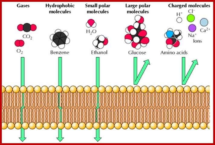 Figure 12.15. Permeability of phospholipid bilayers.