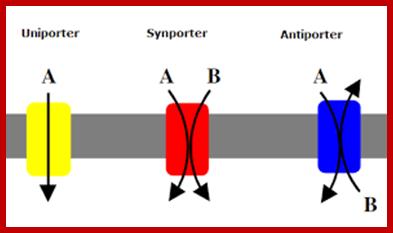 Image result for Na/H+ proton antiport through a pump; Co transport of Na/K+; membranes of plant cells