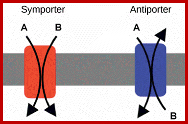 Image result for Na/H+ proton antiport through a pump; Co transport of Na/K+; membranes of plant cells