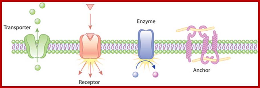 A schematic diagram shows a cross section of four plasma membrane proteins performing different functions. The four proteins include a transporter, a receptor, an enzyme, and an anchor.