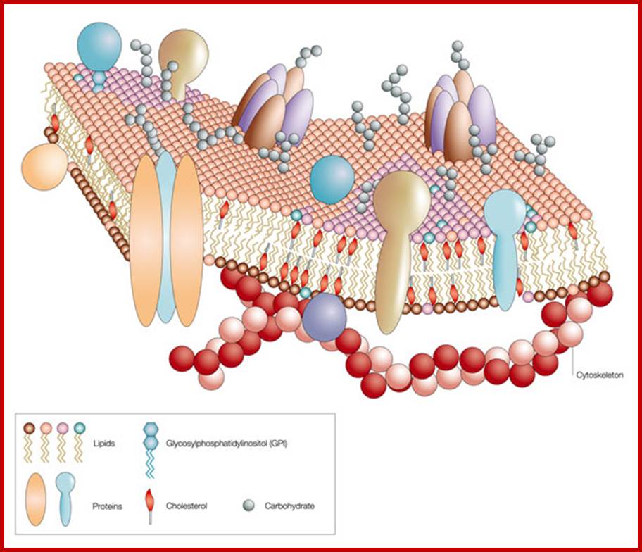 A schematic diagram shows a piece of plasma membrane in three dimensions. The diagram includes the phospholipids, membrane proteins, cholesterol, glycosylphosphatidylinositol (GPI), and carbohydrates.