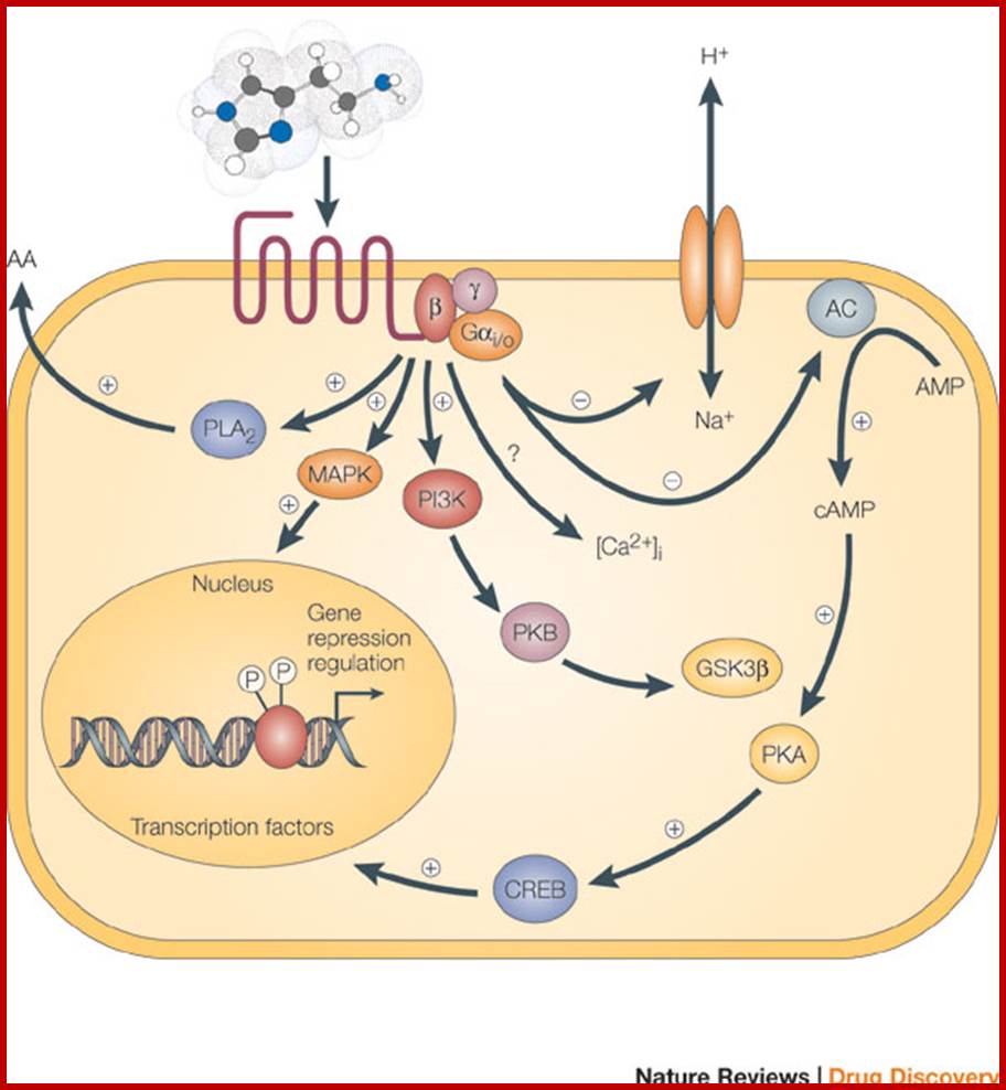 A schematic diagram shows examples of the many signaling pathways that can be triggered by the activation of a G-protein-coupled receptor (GPCR). The pathways are shown with arrows within a simplified cell with a nucleus. Plusses and minuses indicate whether specific pathways are activated or inhibited following the activation of the GPCR.