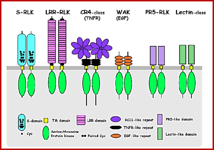 Receptor-like kinases in plants Figure.1