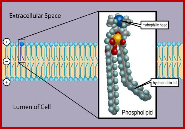 Image result for Lipids and Phospholipids, specific to specific membranes