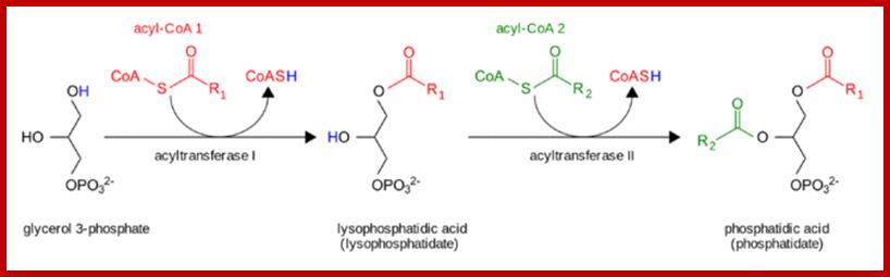 Phosphatidic acid synthesis