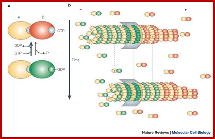 CLIPs and CLASPs and cellular dynamics