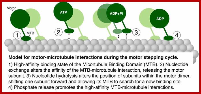 Description: http://www.ucdenver.edu/academics/colleges/medicalschool/departments/CellDevelopmentalBiology/facultyresearch/PublishingImages/moore_graphic.jpg