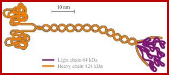 Kinesin molecule structure.