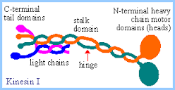 Image result for kinesin structural features