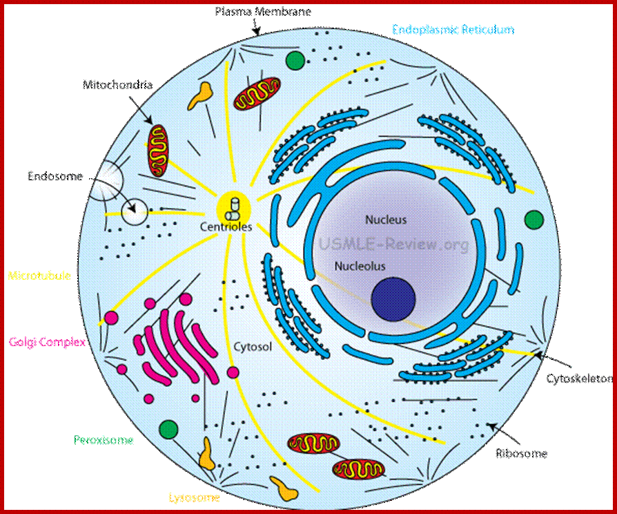 cell