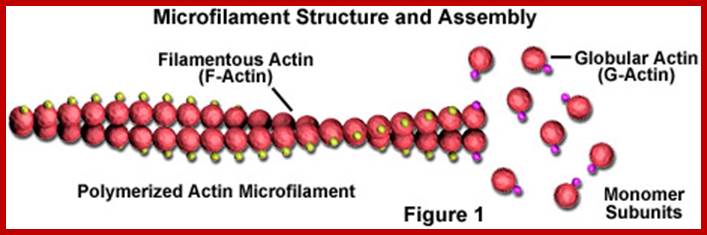 Microfilament Structural Organization