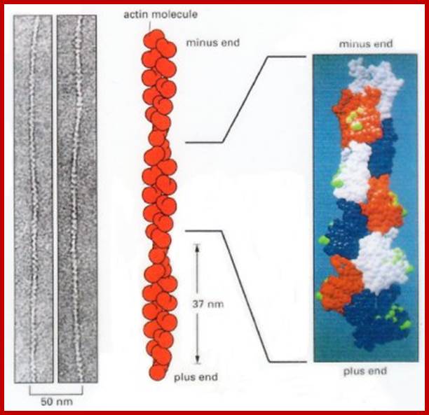 microfilament structure