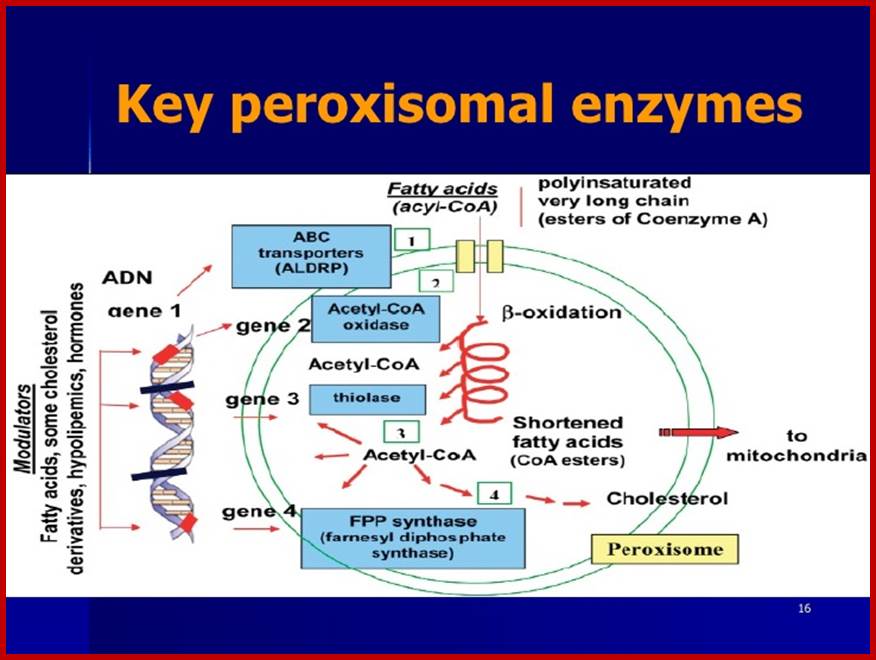 Description: http://image.slidesharecdn.com/peroxisomesindermatology-100503074352-phpapp01/95/peroxisomes-in-dermatologyppt-16-728.jpg?cb=1272873009