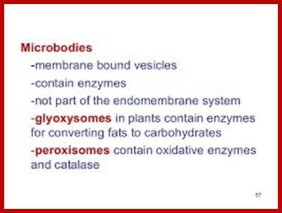 Image result for glyoxysomes development