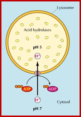 Figure 9.35. Organization of the lysosome.