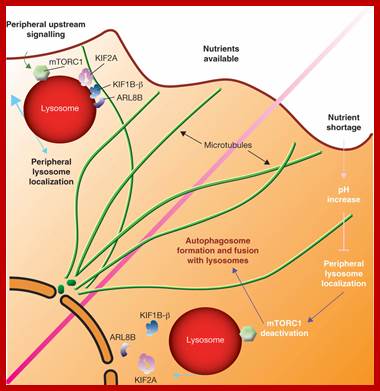 Lysosome positioning regulates mTORC1 activity and autophagy.