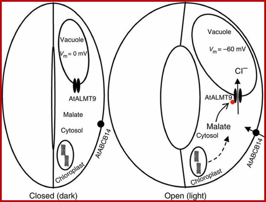 Model for the role of AtALMT9 in stomatal opening.