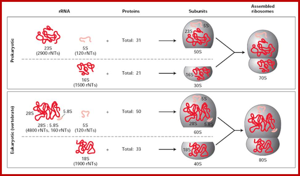 Prokaryotic and Eukaryotic Ribosomes