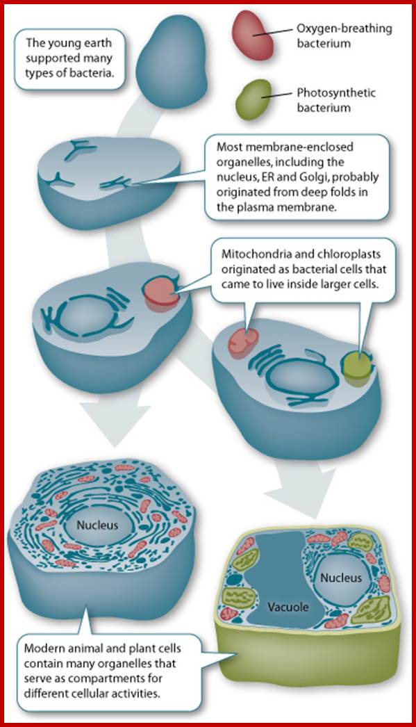 Description: http://bio100.class.uic.edu/lectures/endosymbiosis-new.jpg