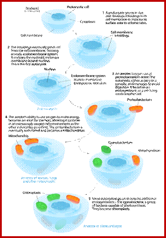 One model for the origin of mitochondria and plastids.