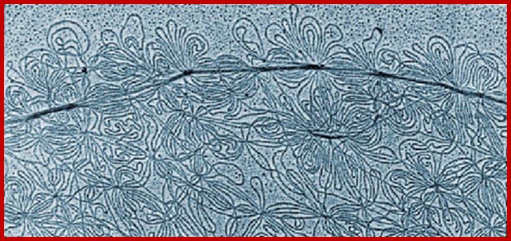 Concatenated DNA of the kinetoplast of Kinetoplastids (Trypanosoma spp., Leishmania spp., etc.)