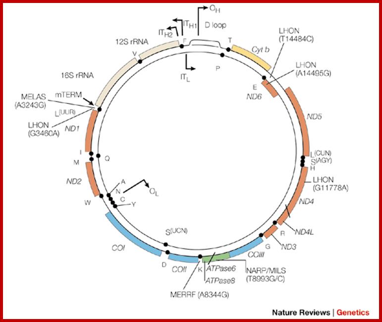 The genetics and pathology of oxidative phosphorylation