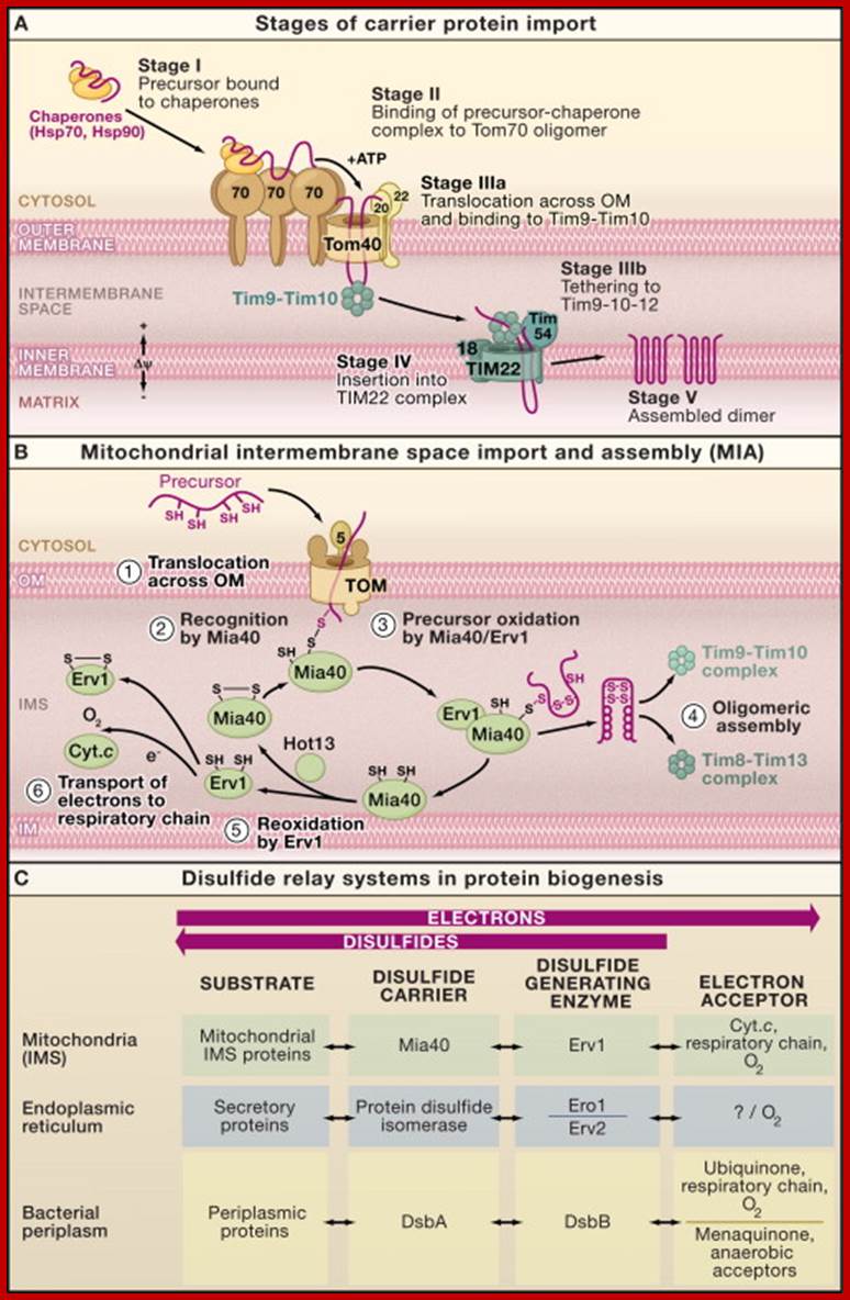 Intermembrane Space Chaperones: The Carrier Pathway, and Machinery for Import ...