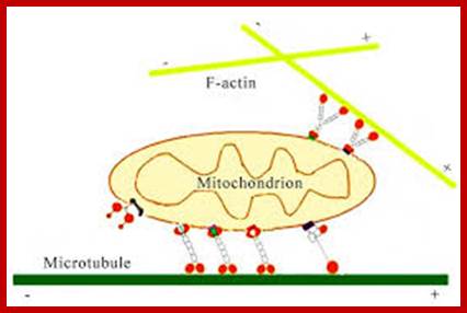 Image result for Mitochondrial transport in axonal structures