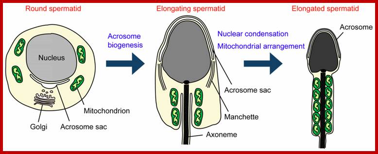 Cells 02 00732 g001 1024