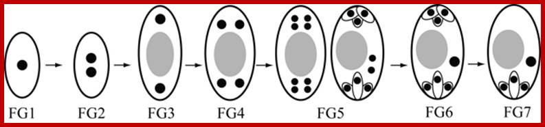 Ovule dev diagram