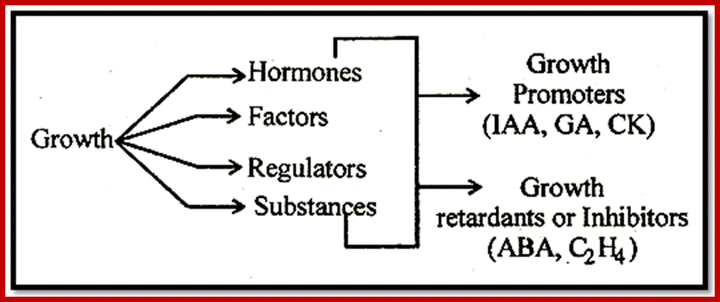 Factors related to growth of plant