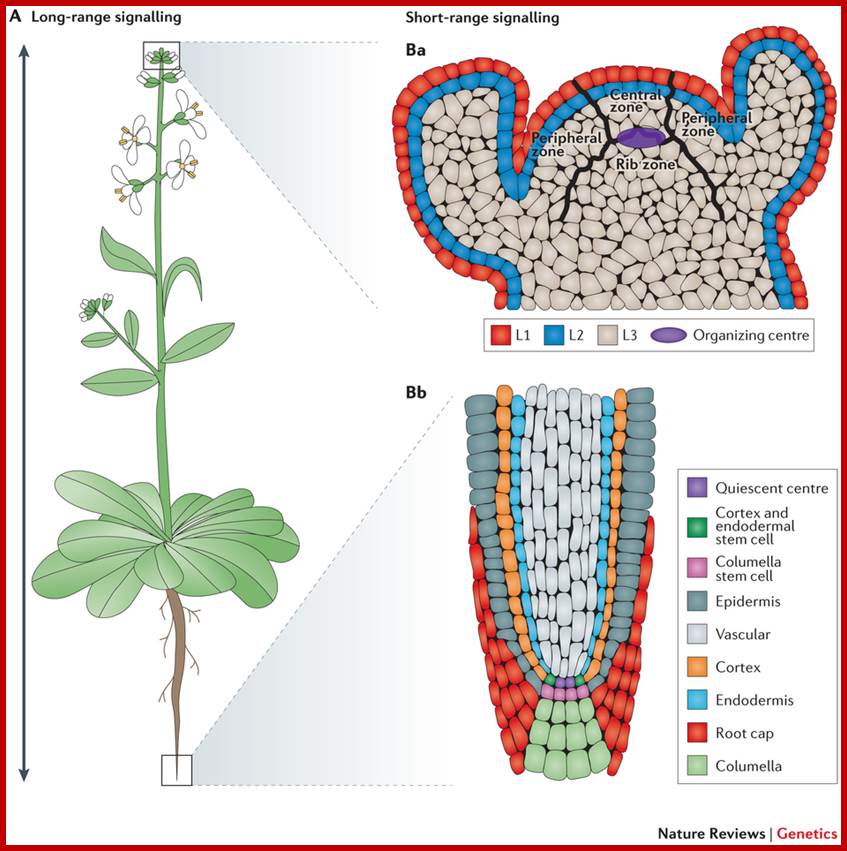 Schematic representation of Arabidopsis thaliana meristems and types of signalling.