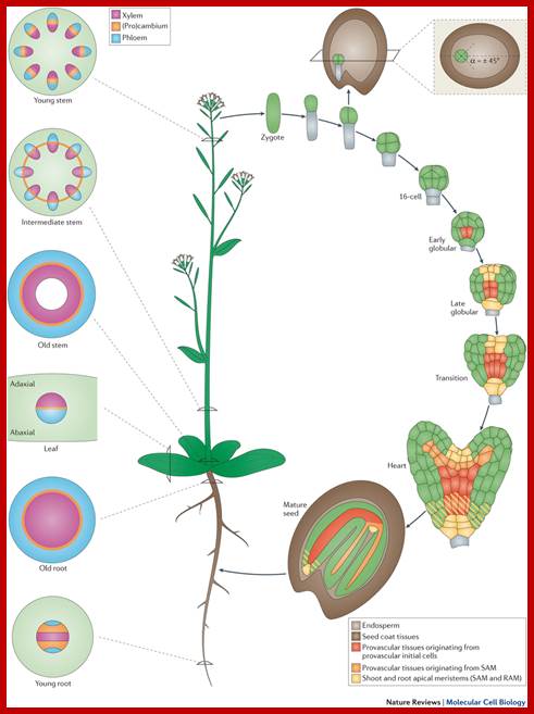 Description: http://www.nature.com/nrm/journal/v17/n1/images/nrm.2015.6-f1.jpg