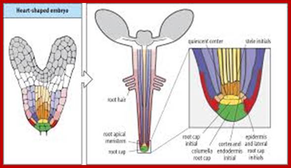 Image result for Plant flower apical meristem