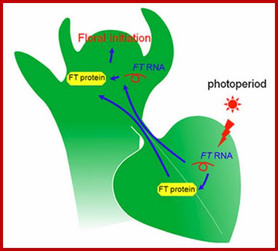 Description: http://vle.du.ac.in/file.php/594/Molecular_mechanism_of_floral_induction/7.jpg