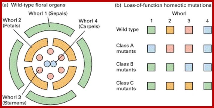 Figure 14-43. Identification of three classes of genes that control specification of floral organs in Arabidopsis.