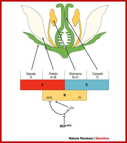 The diverse roles of ubiquitin and the 26S proteasome in the life of plants