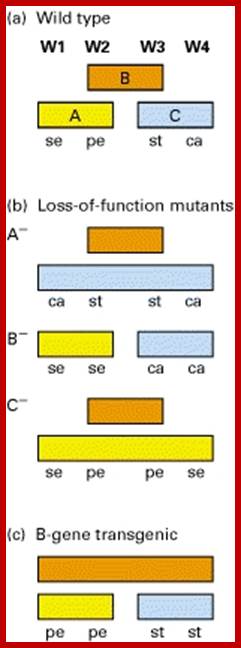 Figure 14-44. Expression patterns for three classes of floral organ  identity genes in wild-type Arabidopsis (a), loss-of-function mutants (b), and a transgenic that misexpresses class B genes (c).