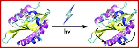 Graphical abstract: Signaling mechanisms of LOV domains: new insights from molecular dynamics studies